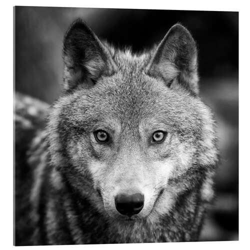 Acrylic print Portrait of a wolf