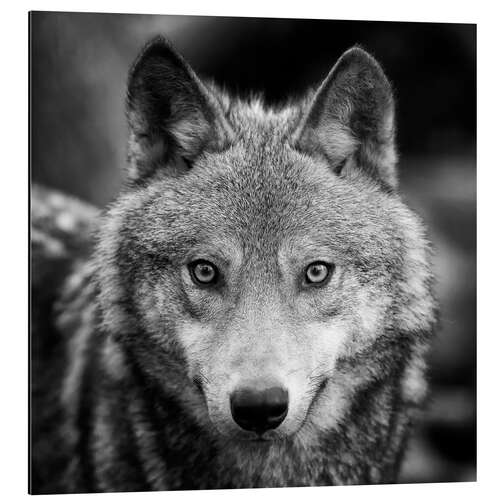 Tableau en aluminium Portrait d'un loup