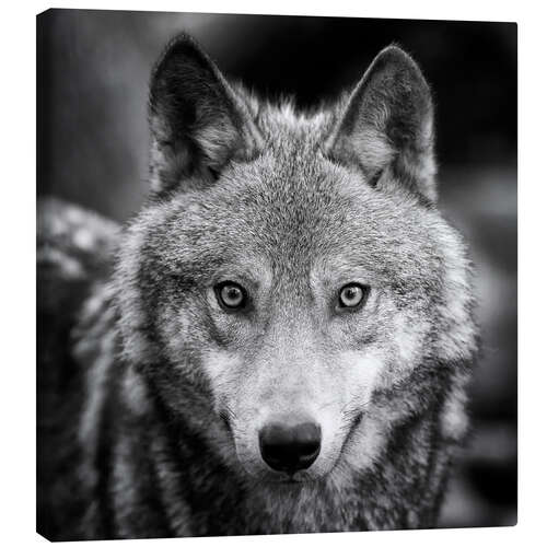 Canvas print Portrait of a wolf