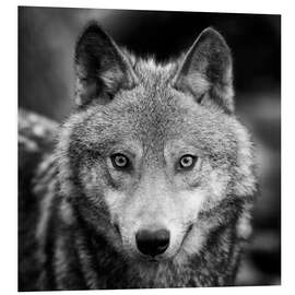 Foam board print Portrait of a wolf