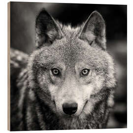 Quadro de madeira Portrait of a wolf