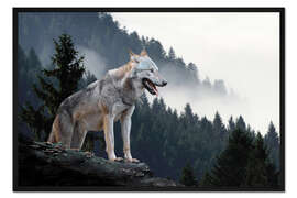 Gerahmter Kunstdruck Grauer Wolf