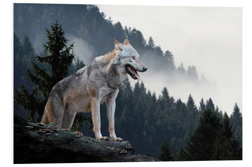 Foam board print Grey wolf