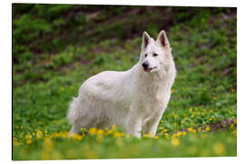 Aluminiumtavla White german shepherd on a summer meadow