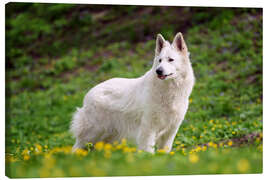 Canvas-taulu White german shepherd on a summer meadow