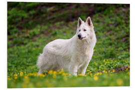 Foam board print White german shepherd on a summer meadow