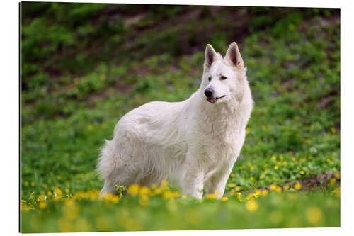 Gallery print White german shepherd on a summer meadow