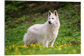 Quadro em plexi-alumínio White german shepherd on a summer meadow