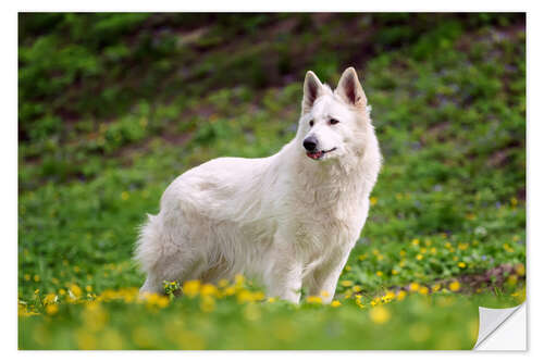 Selvklebende plakat White german shepherd on a summer meadow