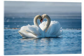 Acrylic print Romantic couple of swans