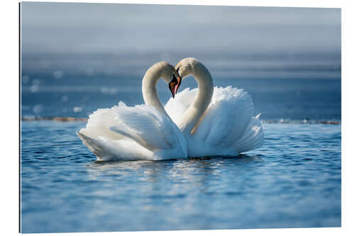 Gallery print Romantic couple of swans