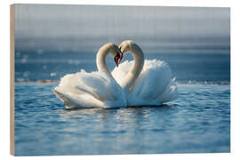 Hout print Romantic couple of swans