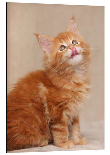 Aluminium print Maine Coon Kitten