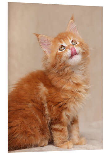 Tableau en PVC Chaton Maine Coon