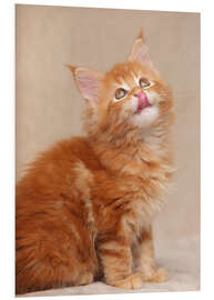 Foam board print Maine Coon Kitten