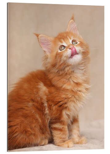 Gallery print Maine Coon Kitten