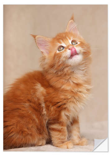 Naklejka na ścianę Maine Coon Kitten