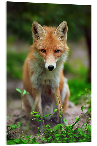 Acrylglas print Fox in the countryside