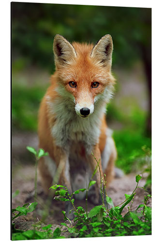 Aluminiumtavla Fox in the countryside