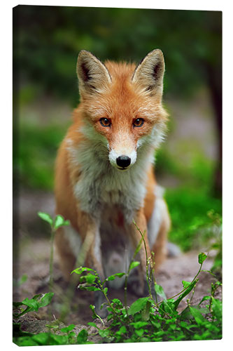 Tableau sur toile Renard à la campagne