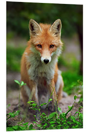 Foam board print Fox in the countryside