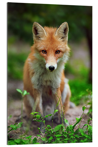 Gallery print Fox in the countryside