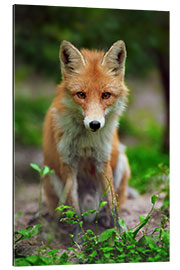 Gallery print Fox in the countryside