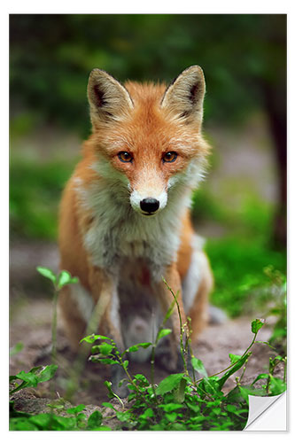 Wandsticker Fuchs im Grünen