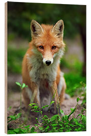 Wood print Fox in the countryside