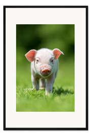 Gerahmter Kunstdruck Kleines Schweinchen