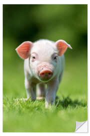 Selvklebende plakat Little piggy