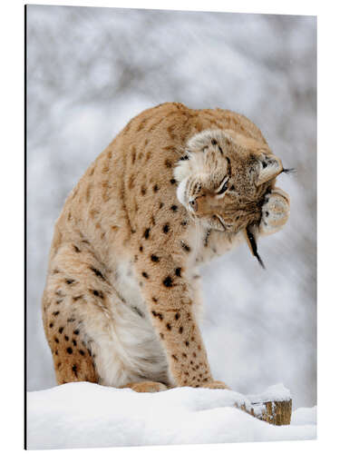 Aluminium print Lynx in the winter forest