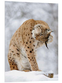 Foam board print Lynx in the winter forest