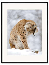 Kehystetty taidepainatus Lynx in the winter forest