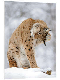 Galleriprint Lynx in the winter forest