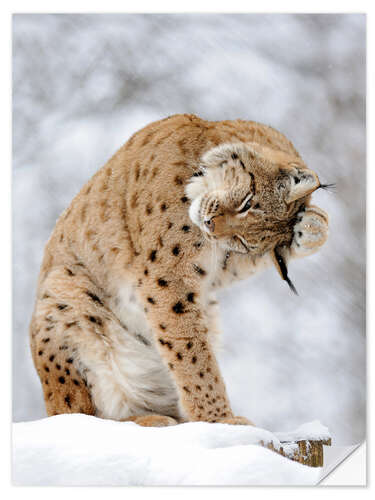 Wandsticker Luchs im Winterwald