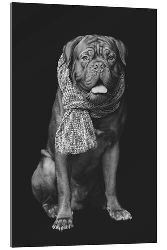 Akrylglastavla Dogue de Bordeaux with scarf