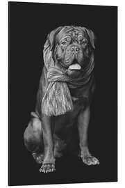 Aluminium print Dogue de Bordeaux with scarf