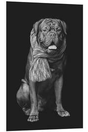 Tableau en PVC Dogue de Bordeaux avec une écharpe