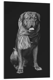 Gallery Print Bordeauxdogge mit Schal