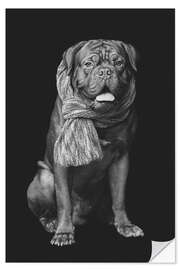 Sticker mural Dogue de Bordeaux avec une écharpe