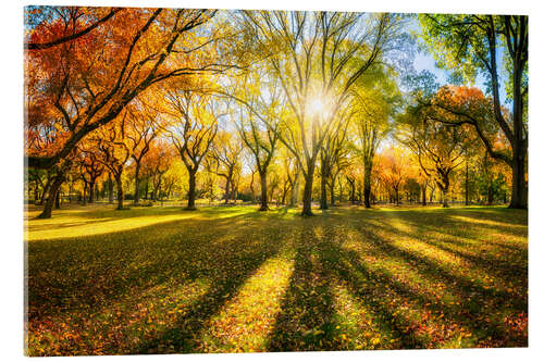 Akrylbillede Colorful autumn forest in sunlight