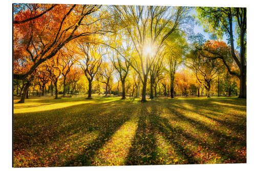 Aluminiumsbilde Colorful autumn forest in sunlight