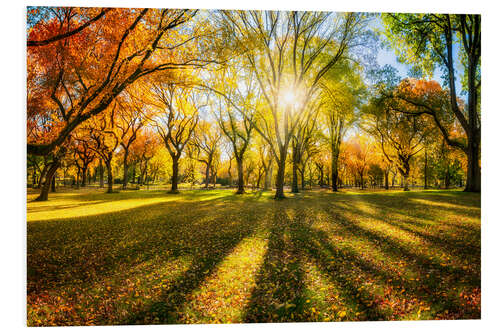 PVC-tavla Colorful autumn forest in sunlight