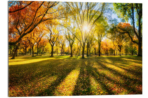 Gallery print Colorful autumn forest in sunlight