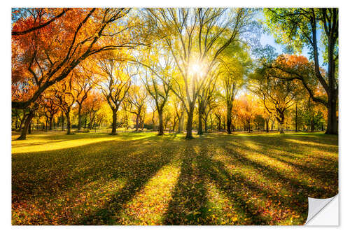 Naklejka na ścianę Colorful autumn forest in sunlight