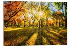 Quadro de madeira Colorful autumn forest in sunlight