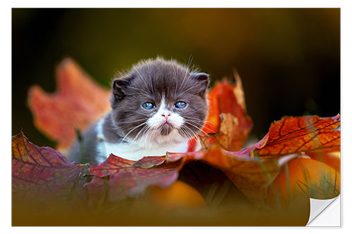 Naklejka na ścianę Black and white kitten