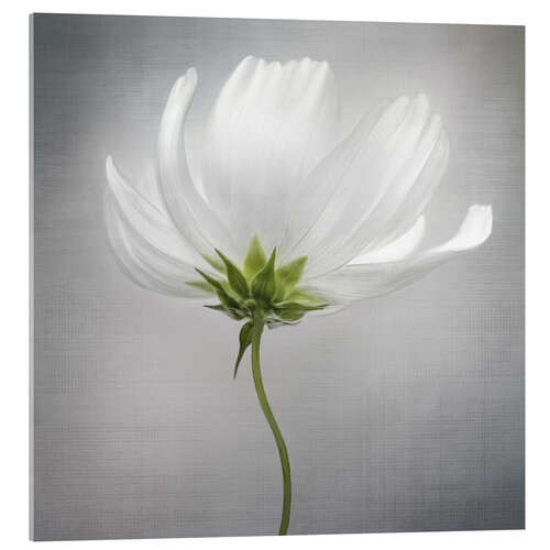 Acrylic print Cosmos II