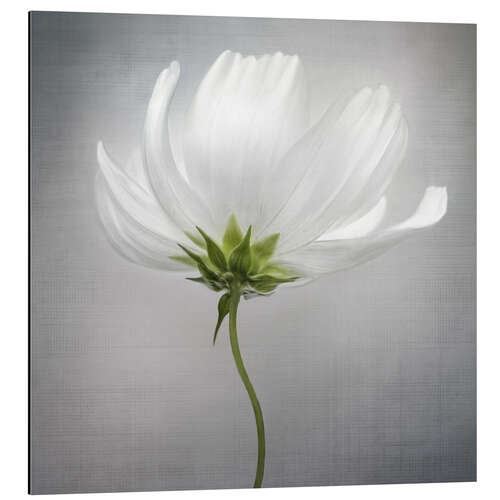 Aluminium print Cosmos II